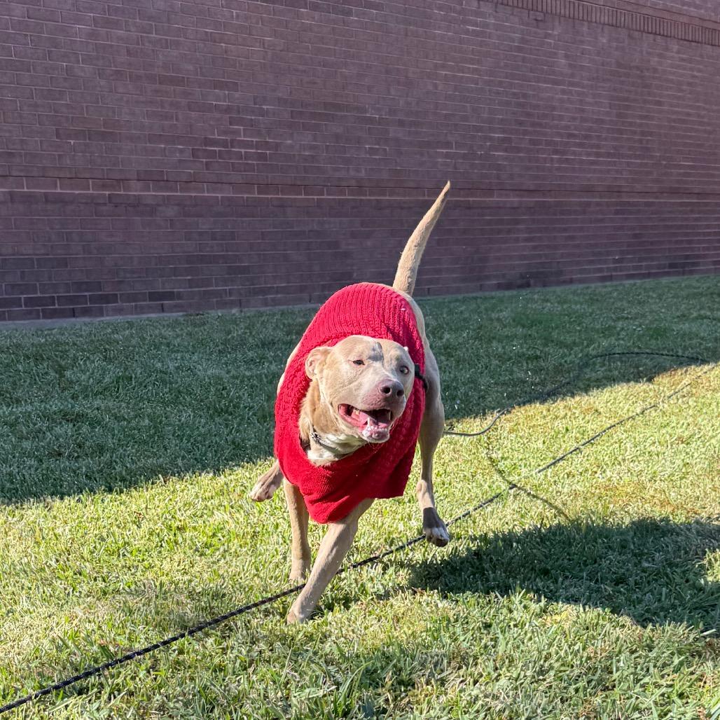 Dodgeball — thumbnail 6