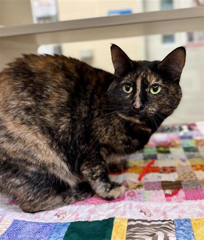 Motley, Adoptable, Adult Female Domestic Short Hair & Domestic Short Hair.
