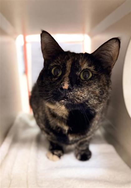 Motley, Adoptable, Adult Female Domestic Short Hair & Domestic Short Hair.