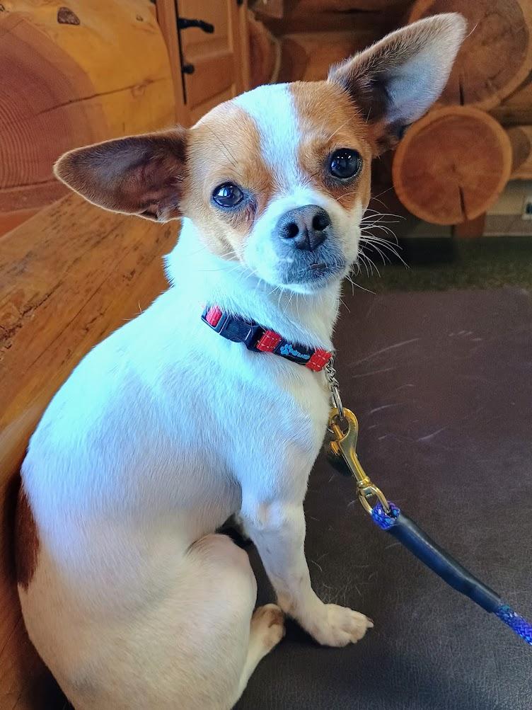 PICKLES, Adopted, Young Male Chihuahua.