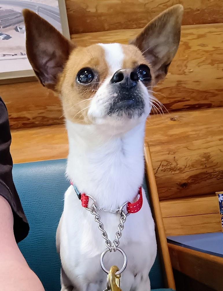 Enlarge PICKLES, a Adopted mixed breed in Yakima, WA image 2/6