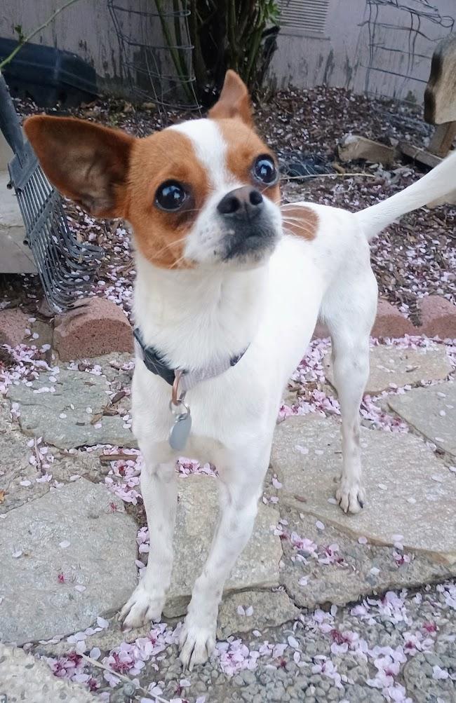 Enlarge PICKLES, a Adopted mixed breed in Yakima, WA image 6/6