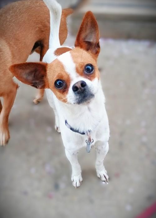 Enlarge PICKLES, a Adopted mixed breed in Yakima, WA image 3/6