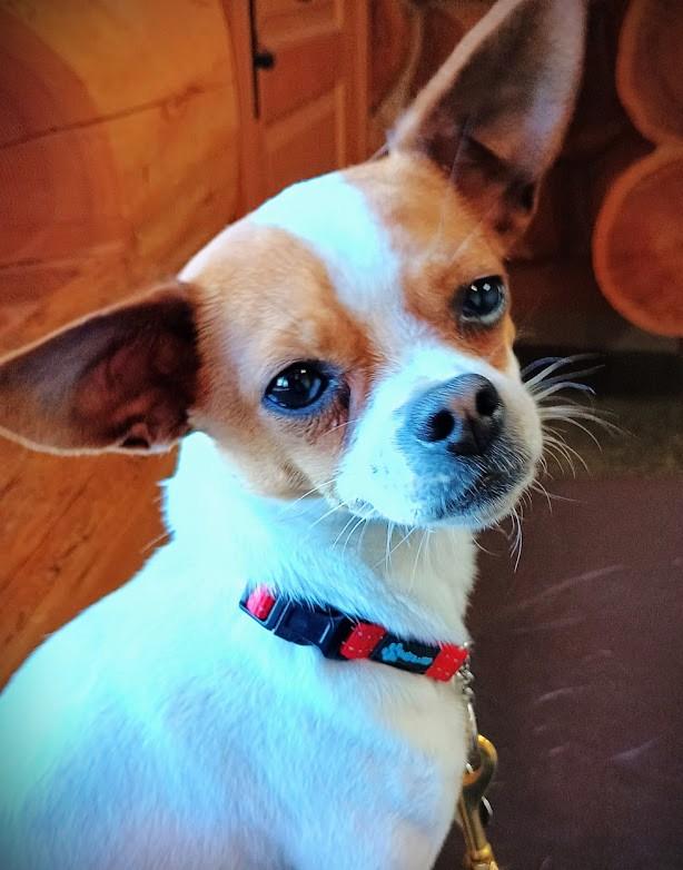 Enlarge PICKLES, a Adopted mixed breed in Yakima, WA image 4/6