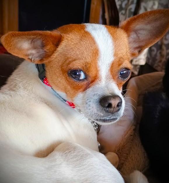 Enlarge PICKLES, a Adopted mixed breed in Yakima, WA image 5/6