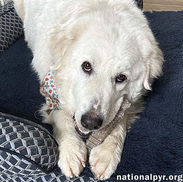 Mirabelle in MI - Loyal & Affectionate!
