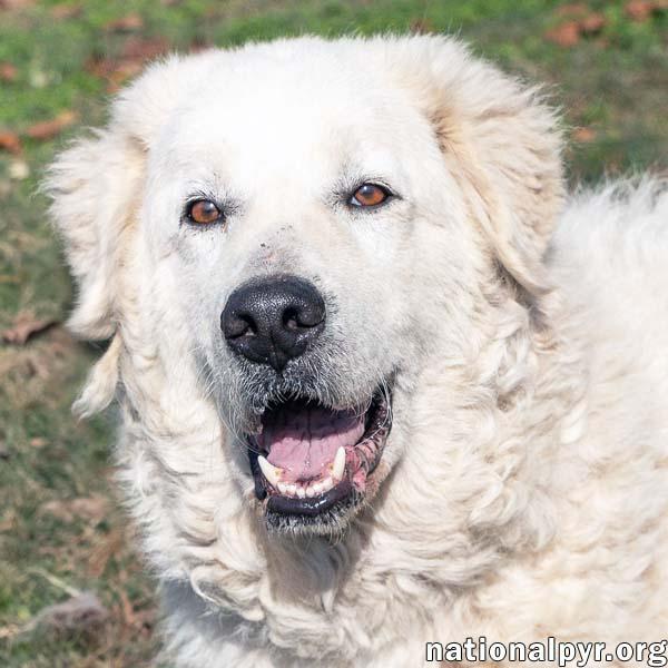 Mirabelle in MI - Loyal & Affectionate!