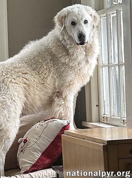 Mirabelle in MI - Loyal & Affectionate!