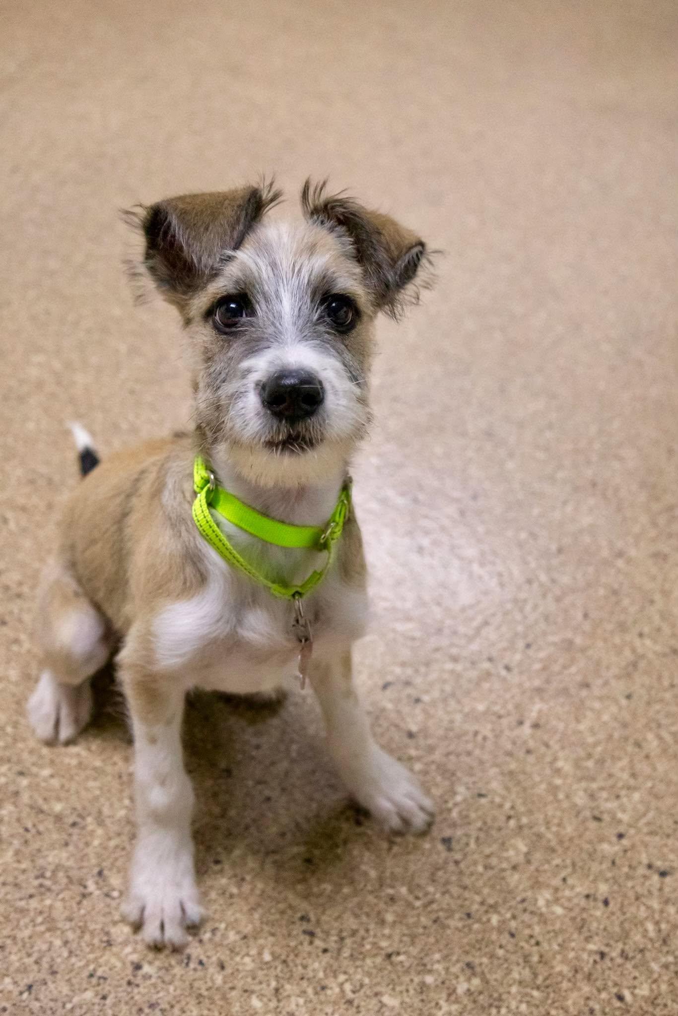 Enlarge Papa John, a Adoptable mixed breed in Valparaiso, IN image 3/3