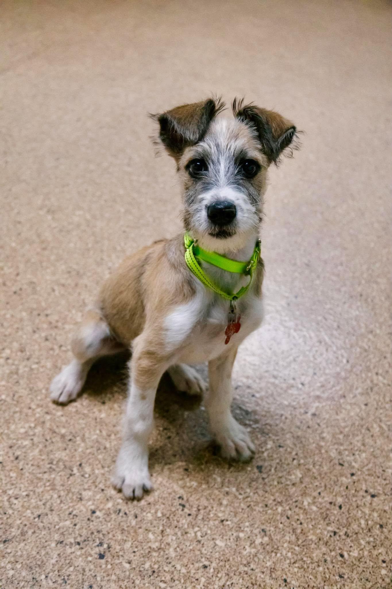 Papa John, Adoptable, Puppy Male Terrier.