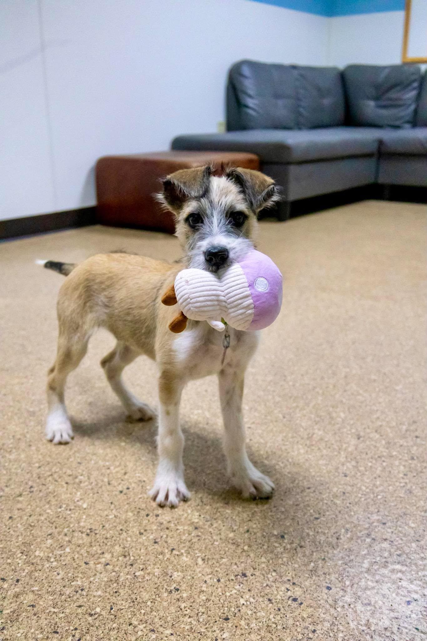 Enlarge Papa John, a Adoptable mixed breed in Valparaiso, IN image 2/3