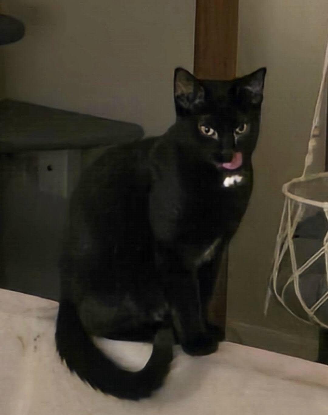 Enlarge Erik, an adopted Domestic Short Hair in Independence, OH image 4/4