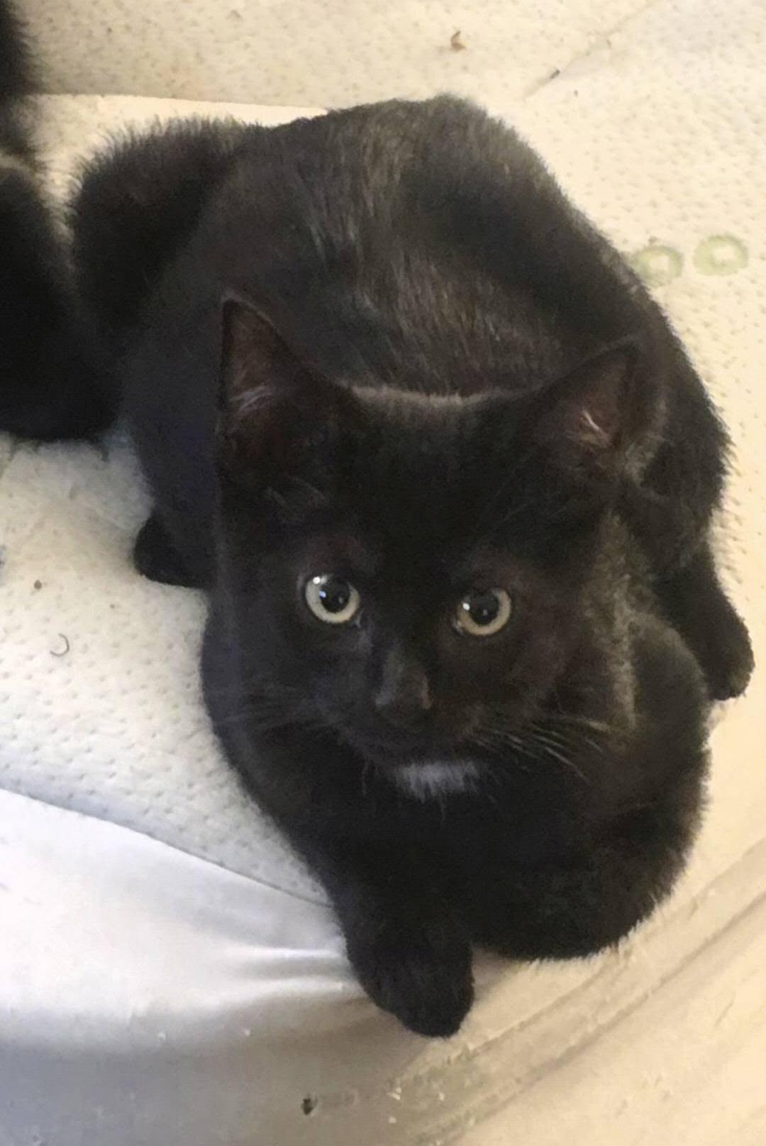 Enlarge Erik, an adopted Domestic Short Hair in Independence, OH image 2/4