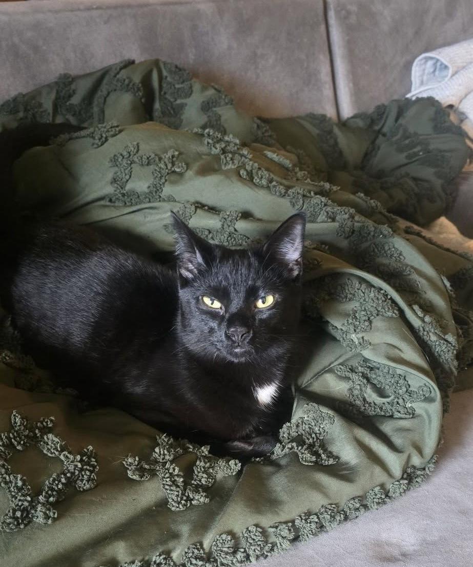 Enlarge Erik, an adopted Domestic Short Hair in Independence, OH image 3/4