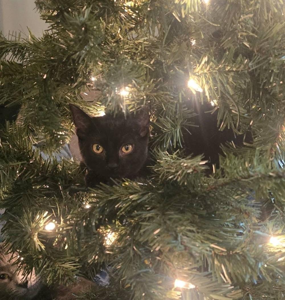 Enlarge Erik, an adopted Domestic Short Hair in Independence, OH image 1/4