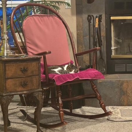 Enlarge **COURTESY LISTING** Rosie, a ADOPTABLE Domestic Short Hair in Moscow, ID image 3/4