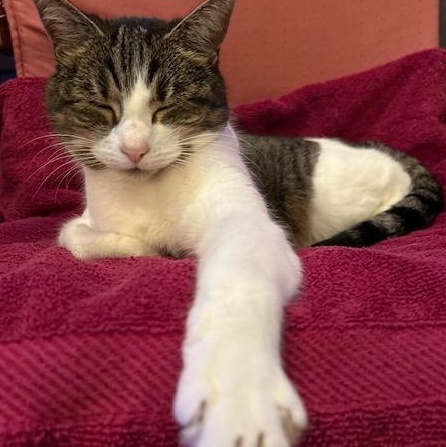 Enlarge **COURTESY LISTING** Rosie, a ADOPTABLE Domestic Short Hair in Moscow, ID image 1/4