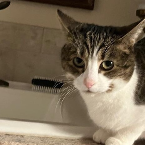 Enlarge **COURTESY LISTING** Rosie, a ADOPTABLE Domestic Short Hair in Moscow, ID image 4/4