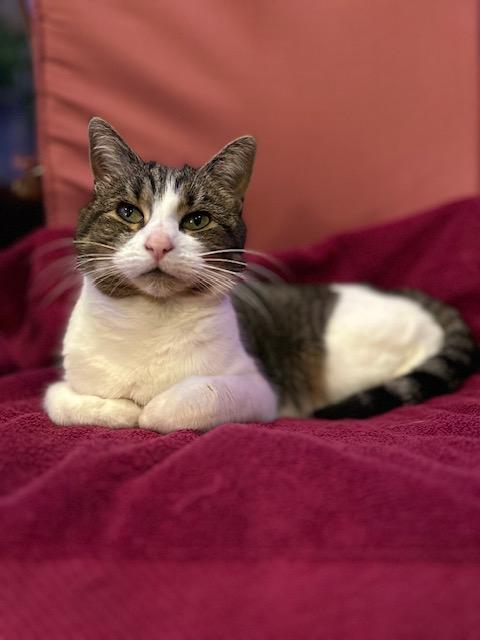 Enlarge **COURTESY LISTING** Rosie, a ADOPTABLE Domestic Short Hair in Moscow, ID image 2/4