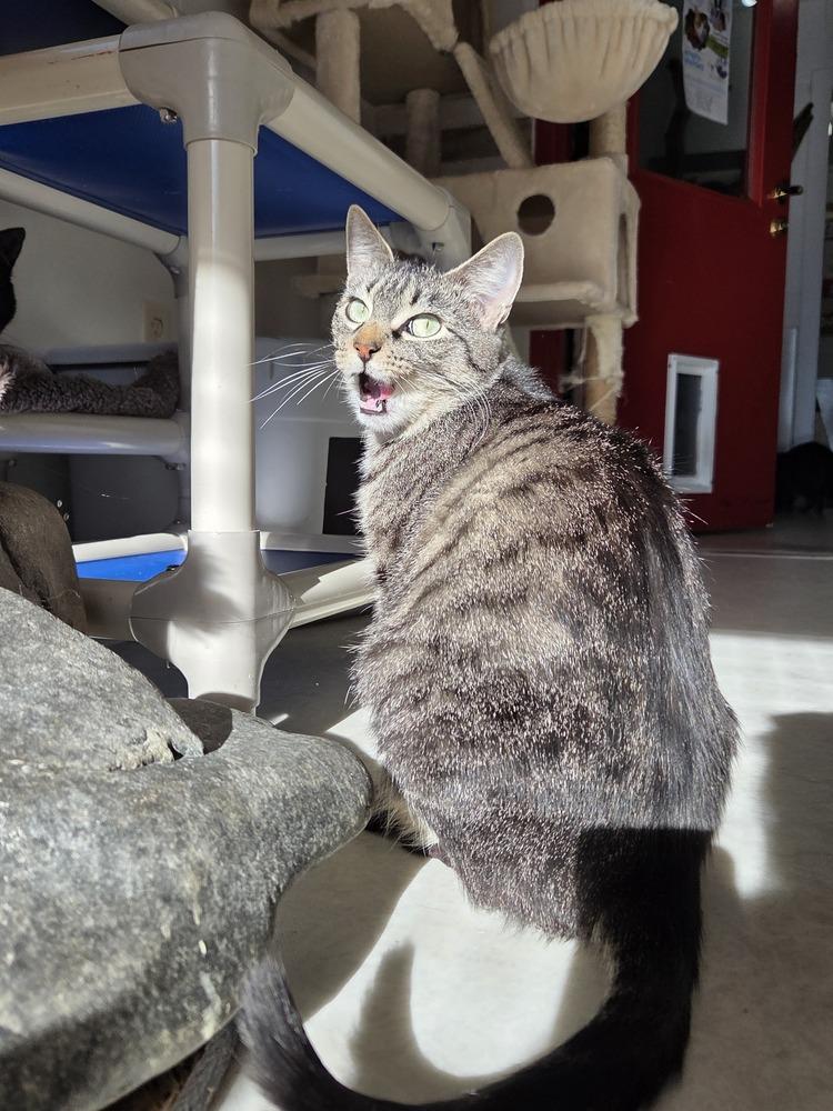 Enlarge Mortica, a Adoptable Domestic Short Hair in Salmon, ID image 1/6