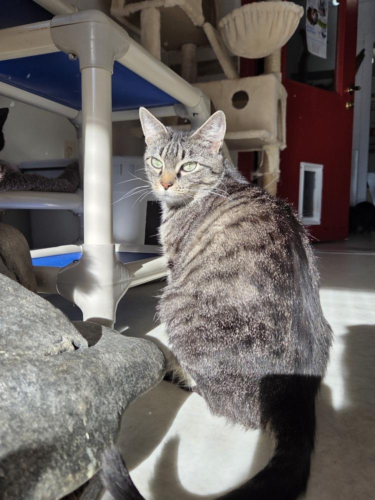 Enlarge Mortica, a Adoptable Domestic Short Hair in Salmon, ID image 2/6