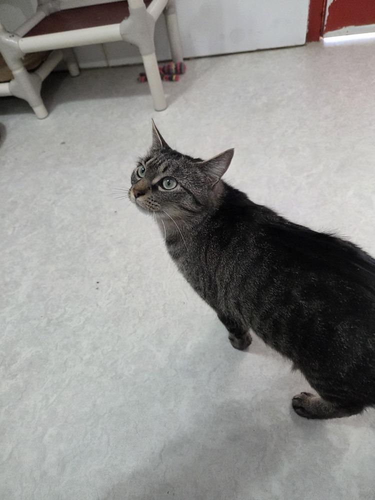 Enlarge Mortica, a Adoptable Domestic Short Hair in Salmon, ID image 3/6