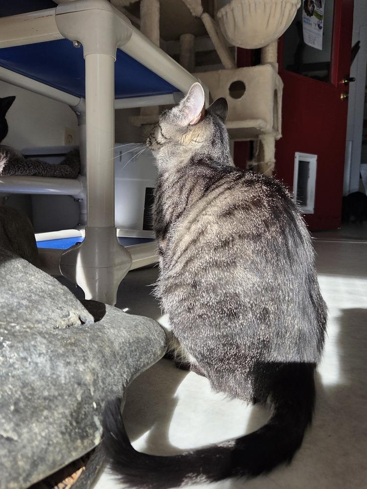 Enlarge Mortica, a Adoptable Domestic Short Hair in Salmon, ID image 4/6