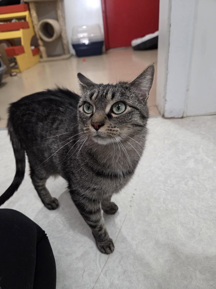 Enlarge Mortica, a Adoptable Domestic Short Hair in Salmon, ID image 5/6