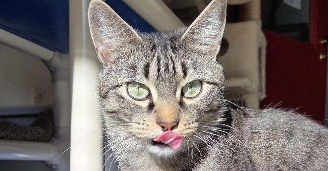 Mortica, Adoptable, Adult Female Domestic Short Hair.