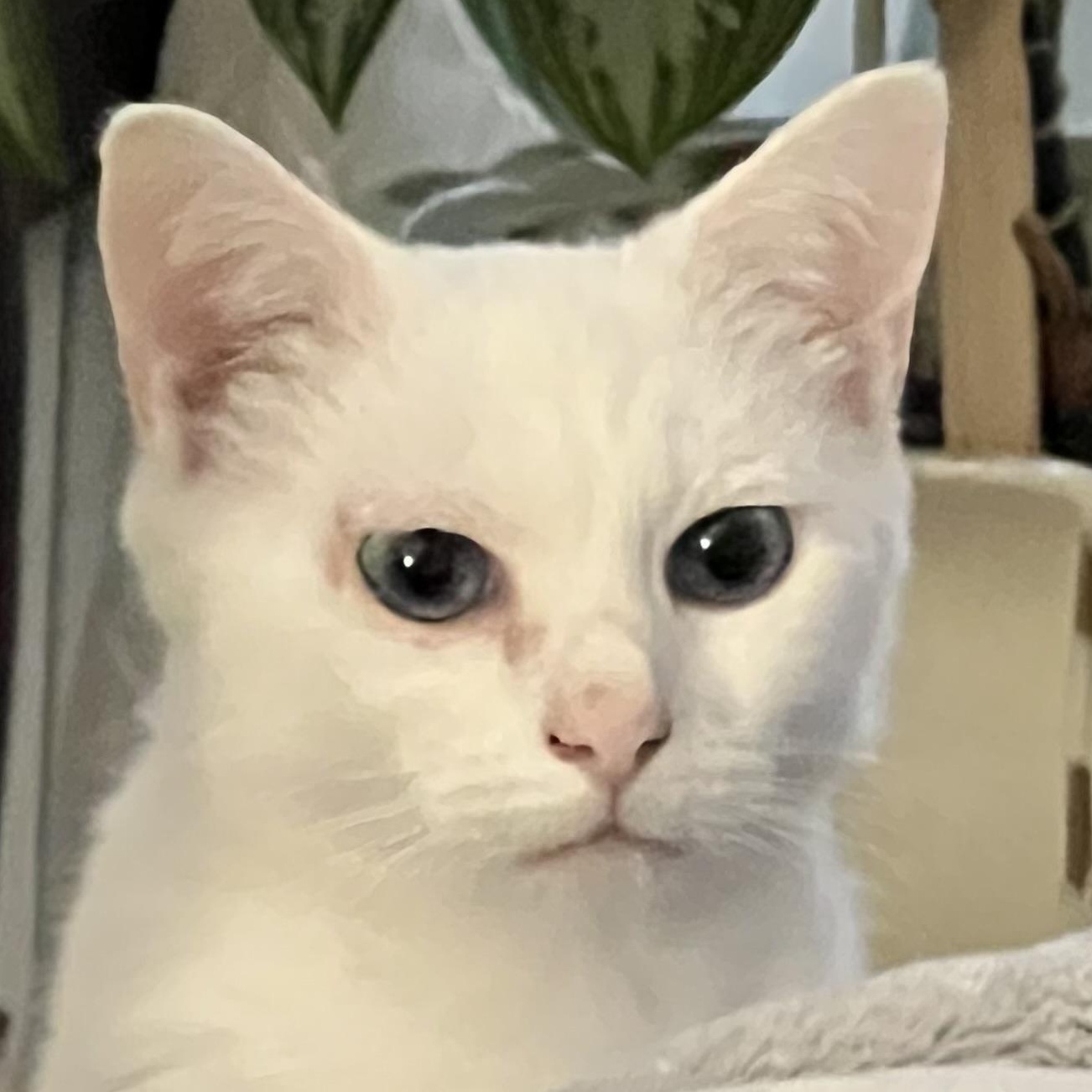 Sky, ADOPTABLE, Adult Female Domestic Short Hair.