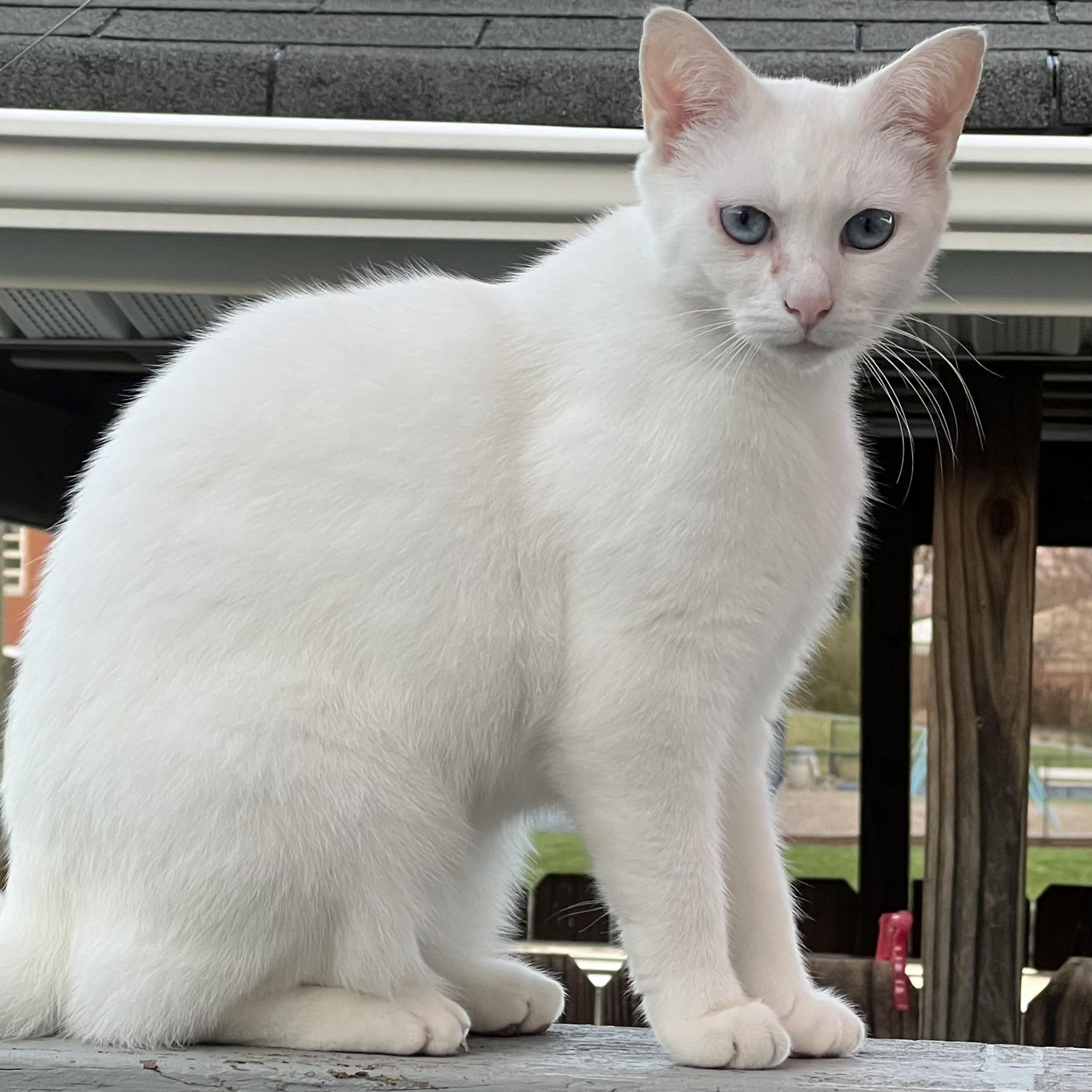 Enlarge Sky, a ADOPTABLE Domestic Short Hair in Bristol, TN image 2/2