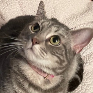 Feisty, Adoptable, Adult Female Silver & Tabby.