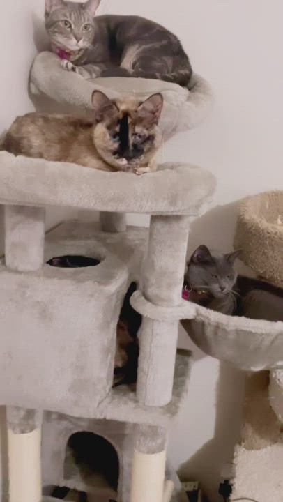 Enlarge Feisty, a Adoptable mixed breed in Inez, TX video 6/6