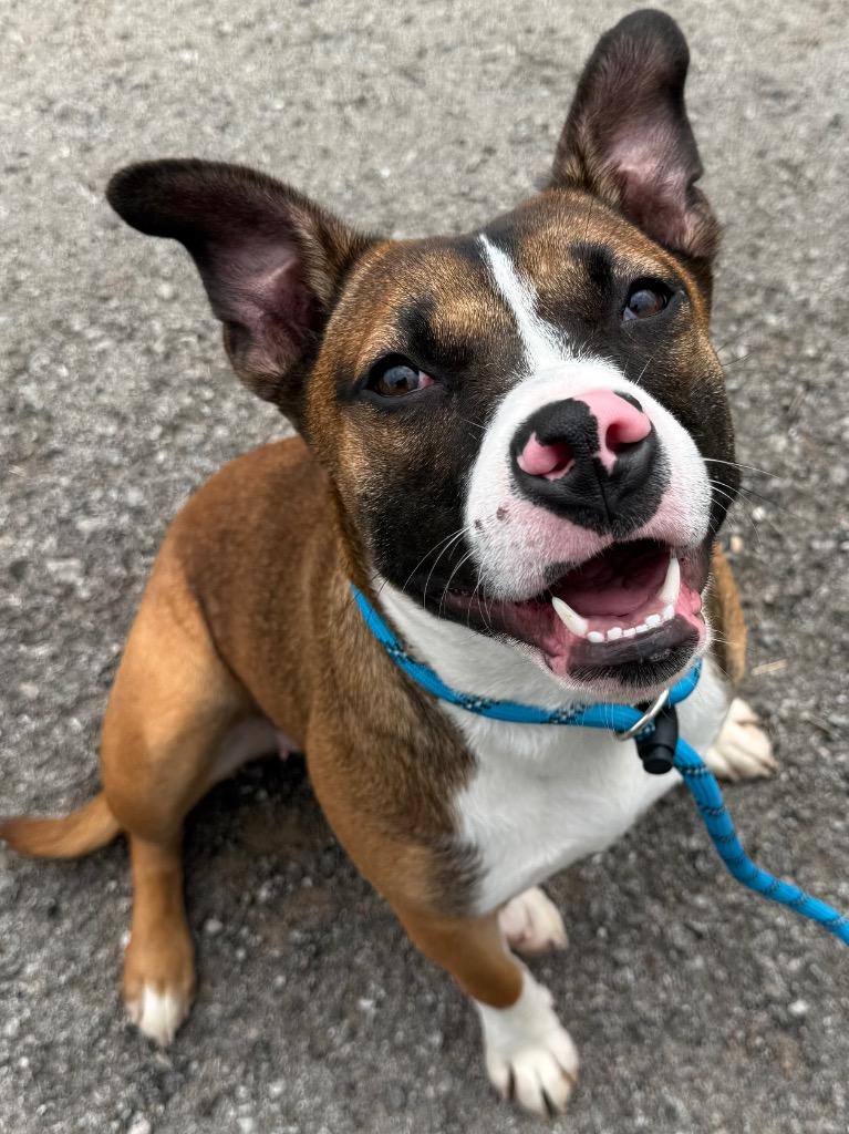 Enlarge Lily, a Adoptable mixed breed in Sapulpa, OK image 1/1