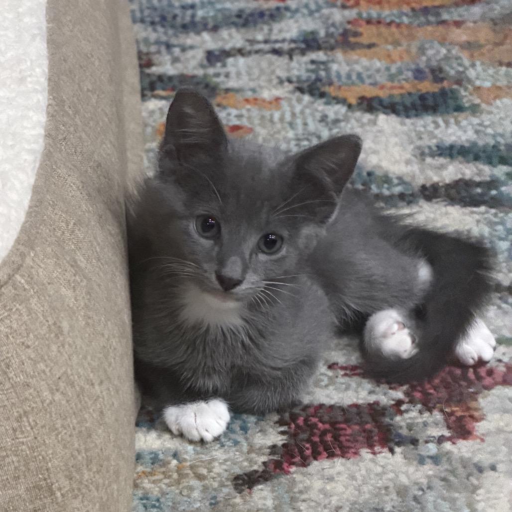 Enlarge Danny, a Adoptable Domestic Short Hair in Houston, TX image 1/6