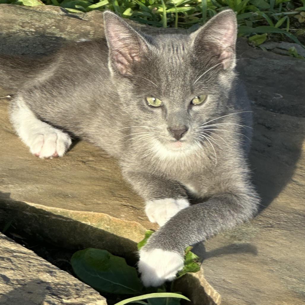 Enlarge Danny, a Adoptable Domestic Short Hair in Houston, TX image 3/6