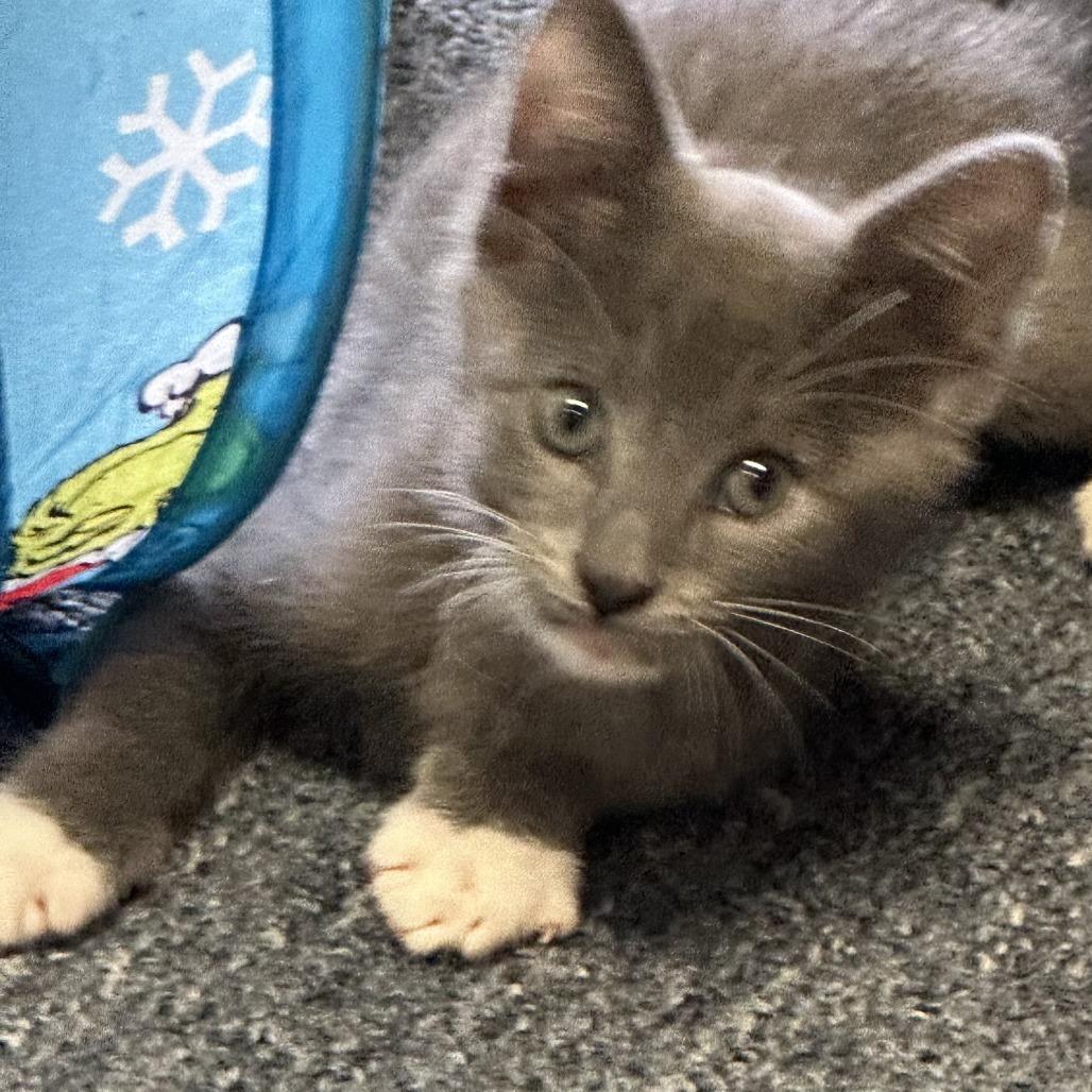 Enlarge Danny, a Adoptable Domestic Short Hair in Houston, TX image 4/6