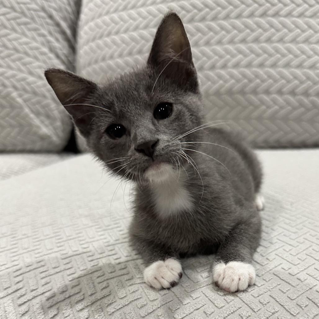 Enlarge Danny, a Adoptable Domestic Short Hair in Houston, TX image 5/6