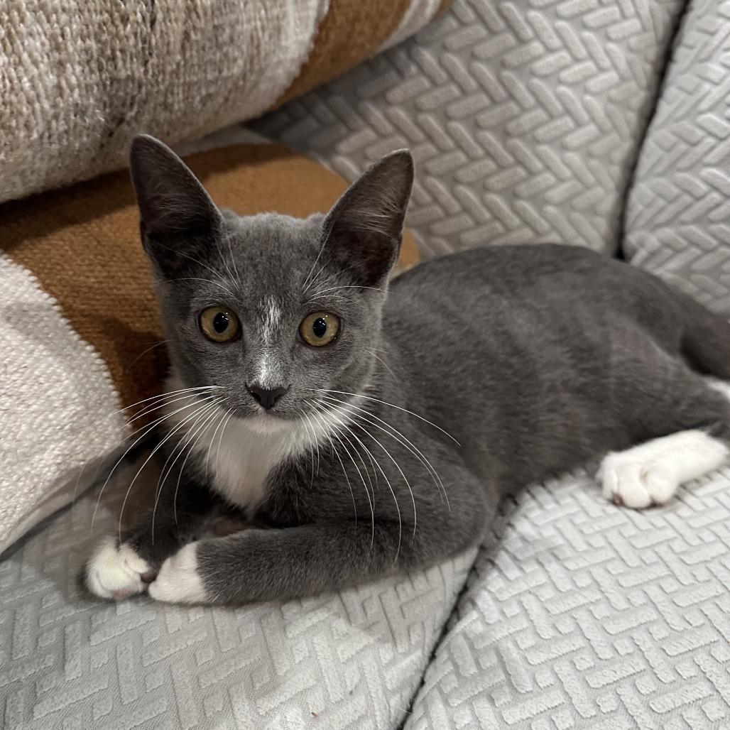 Enlarge Danny, a Adoptable Domestic Short Hair in Houston, TX image 6/6
