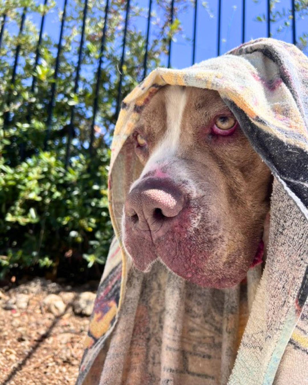 Enlarge Giuliana (aka Squishy Biscuit), a Adoptable mixed breed in Valley Village, CA image 3/6