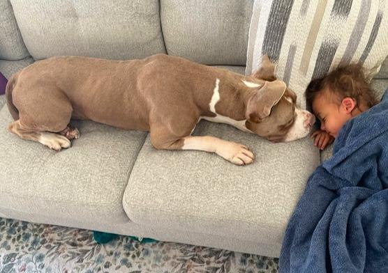 Enlarge Giuliana (aka Squishy Biscuit), a Adoptable mixed breed in Valley Village, CA image 2/6