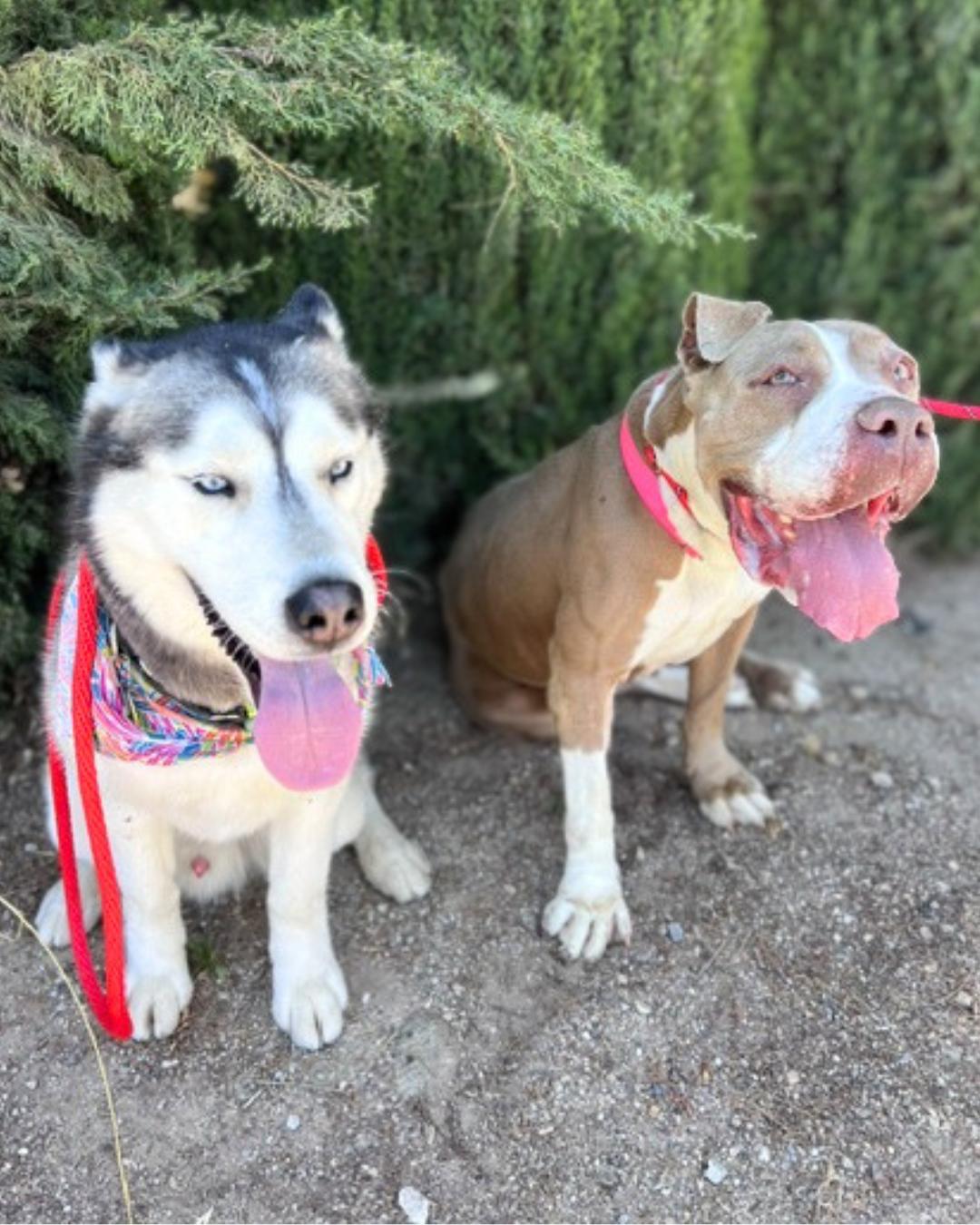 Enlarge Giuliana (aka Squishy Biscuit), a Adoptable mixed breed in Valley Village, CA image 6/6