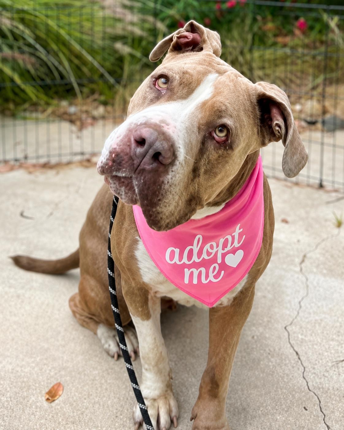 Enlarge Giuliana (aka Squishy Biscuit), a Adoptable mixed breed in Valley Village, CA image 4/6