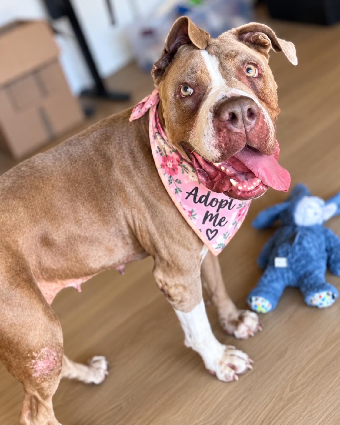 Giuliana (aka Squishy Biscuit), Adoptable, Adult Female Mastiff & Pit Bull Terrier.