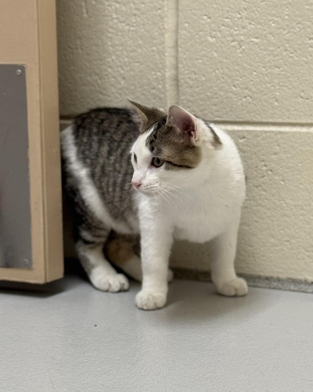 Enlarge Theodore, Simon, and Alvin, a ADOPTABLE mixed breed in Fremont, MI image 6/6