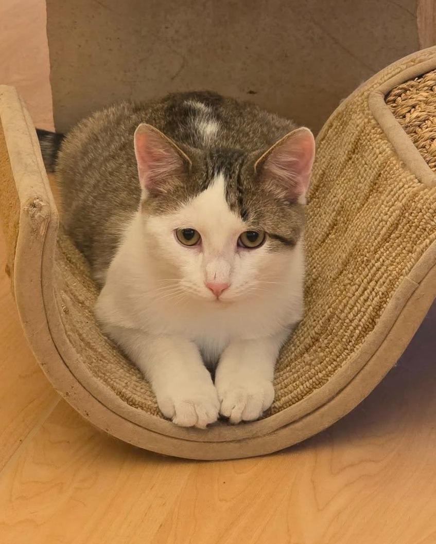 Alvin, ADOPTABLE, Young Male Domestic Short Hair.