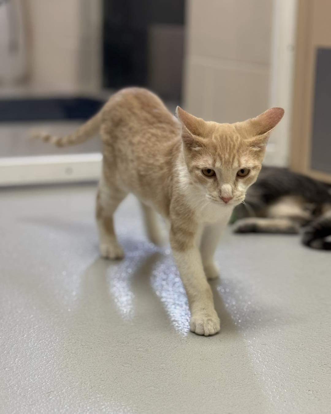 Enlarge Theodore, Simon, and Alvin, a ADOPTABLE mixed breed in Fremont, MI image 1/6