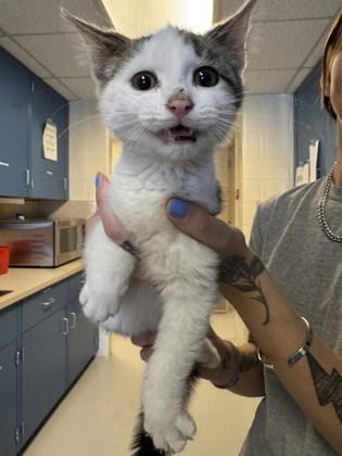 Alvin, ADOPTABLE, Young Male Domestic Short Hair.