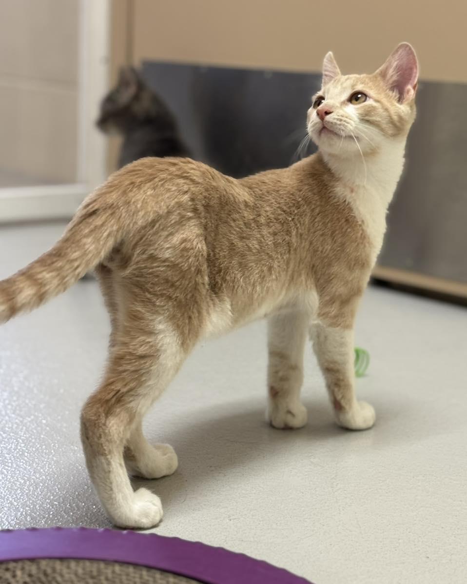 Enlarge Theodore, Simon, and Alvin, a ADOPTABLE mixed breed in Fremont, MI image 2/6