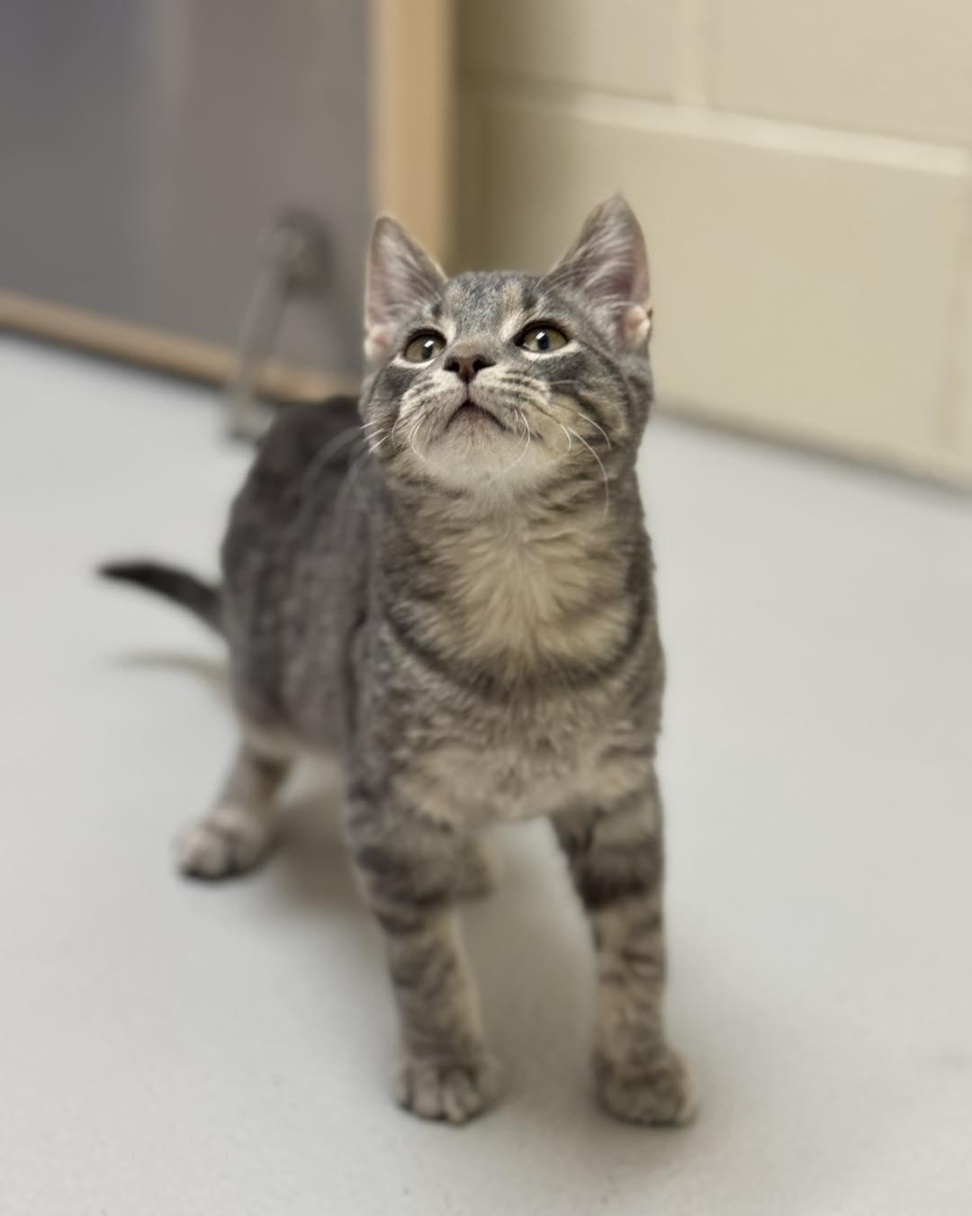 Enlarge Theodore, Simon, and Alvin, a ADOPTABLE mixed breed in Fremont, MI image 4/6